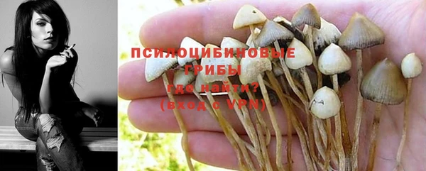 индика Бородино